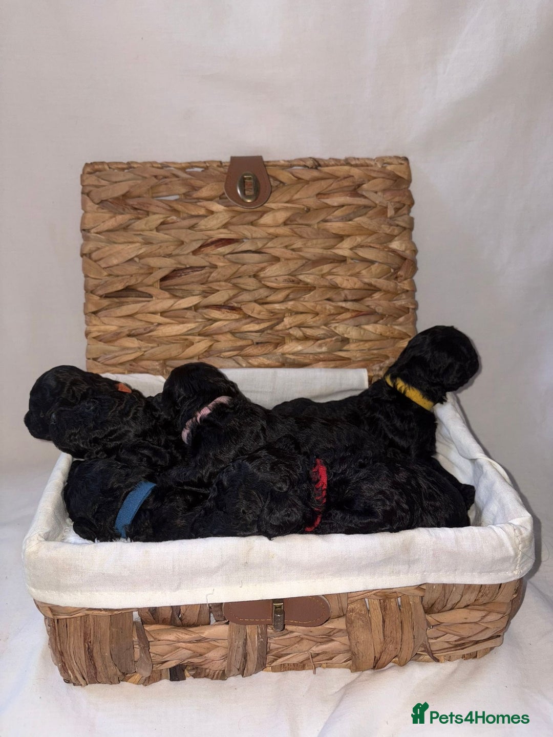 Cavapoo dogs for sale: BEAUTIFUL RARE CHOCOLATE CAVAPOOS - Image 6