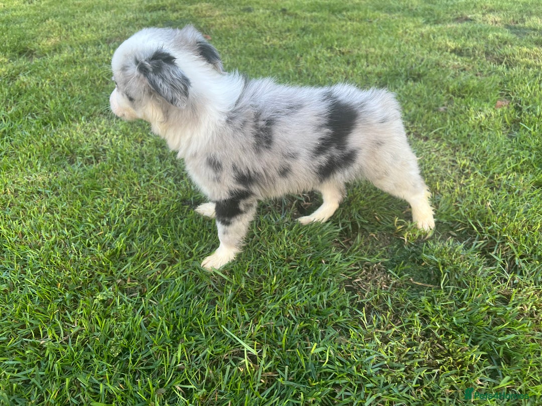 Border Collie dogs for sale: Border Collies READY NOW - Image 13