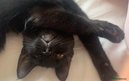 Bombay cats for sale: Kittens - Advert 13