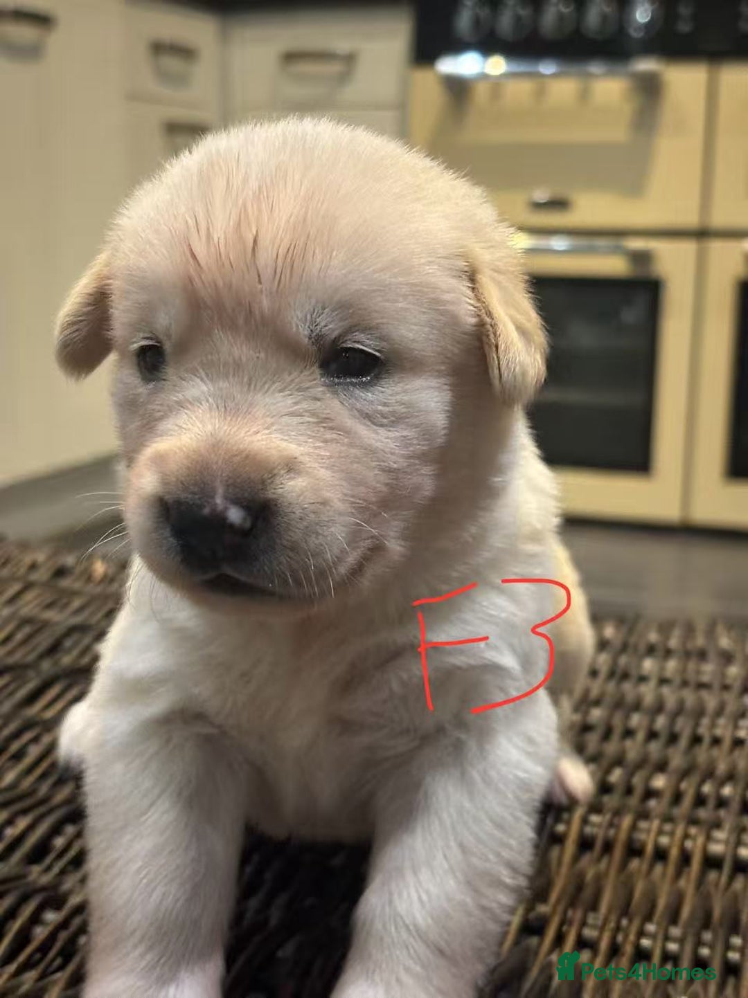 Mixed Breed dogs for sale: puppies for sale - Advert 16