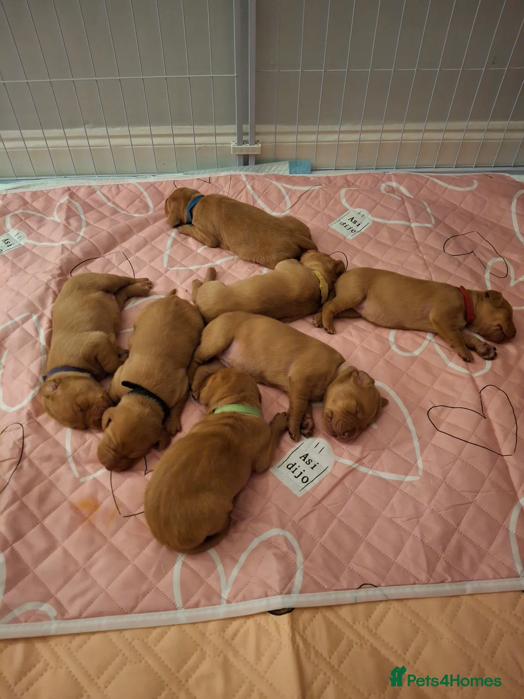 Hungarian Vizsla dogs for sale: Hungarian vizsla for sale  - Advert 4