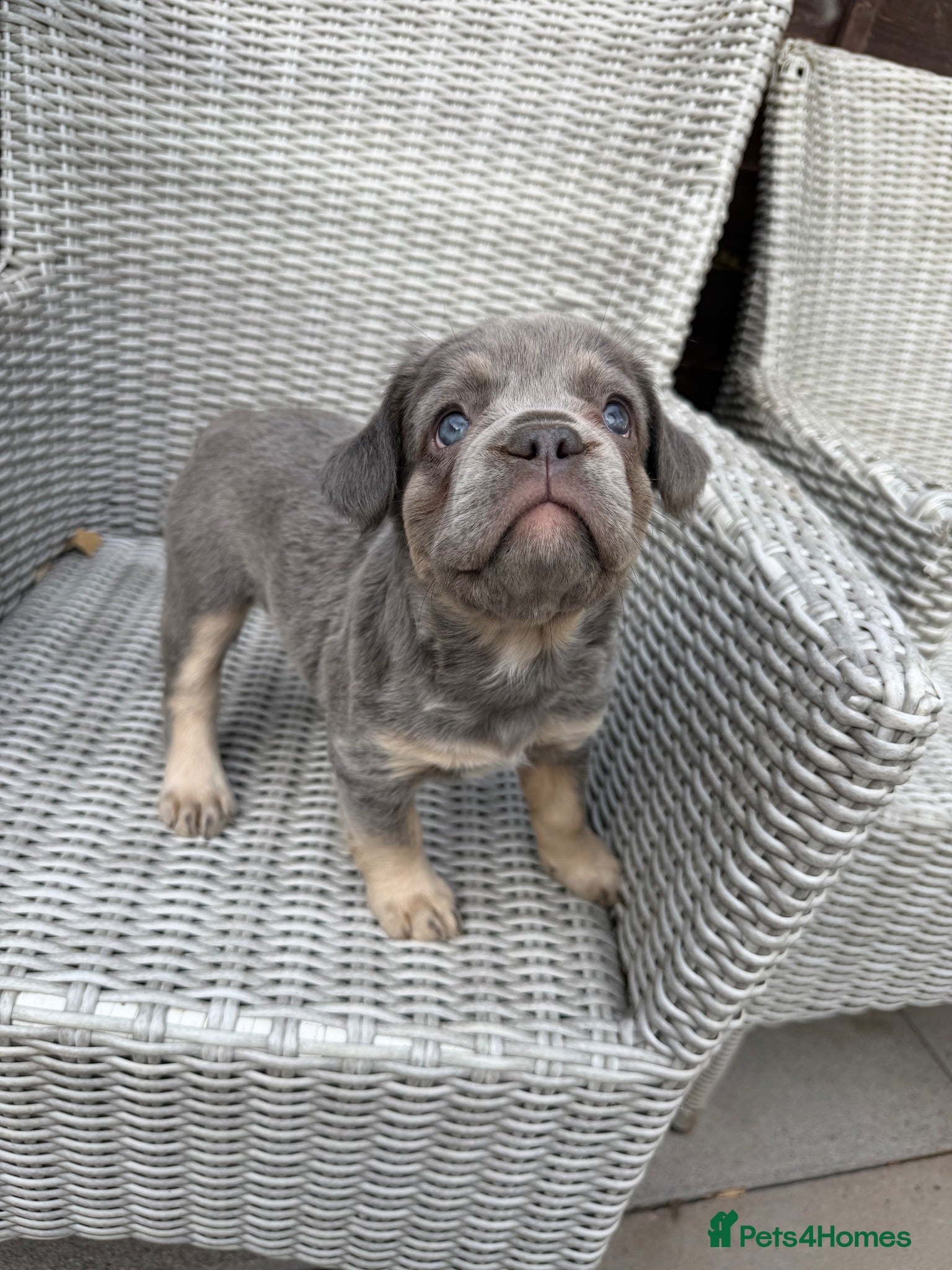 French Bulldog dogs Stunning Fluffy frenchies  - Advert 2