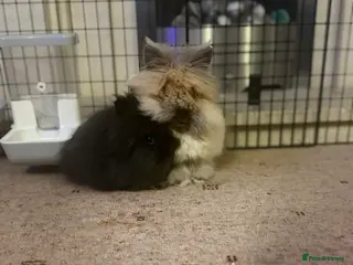 Lionhead rabbits 2 x bonded female double maned lionhead rabbits - Advert 6