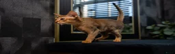 Abyssinian cats for sale: Majestic Abyssinian Boy-READY NOW-Champion Line - Advert 19