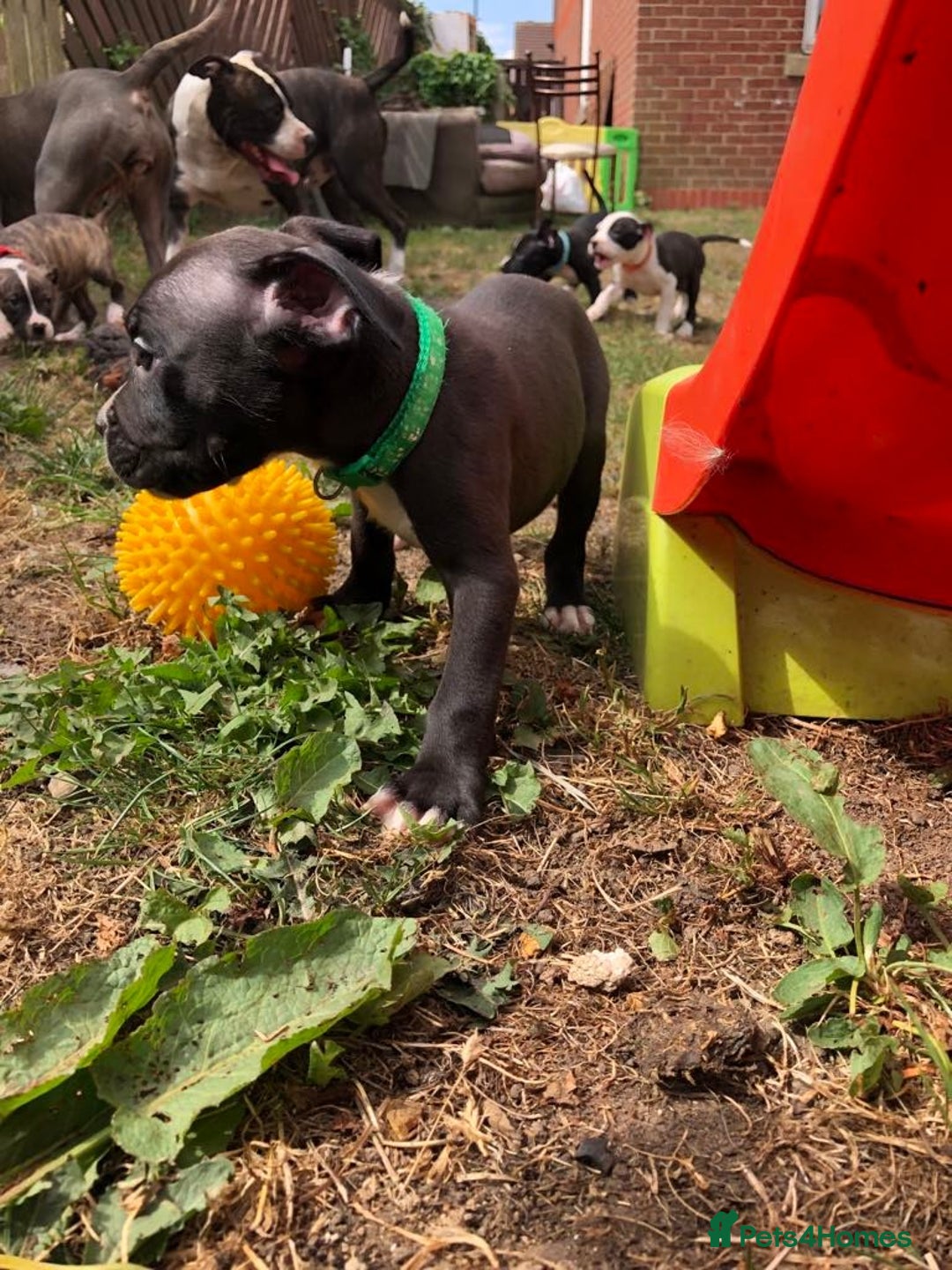 Mixed Breed dogs for sale: 3 BOYS LEFT - American Staffordshire bull terriers - Image 1