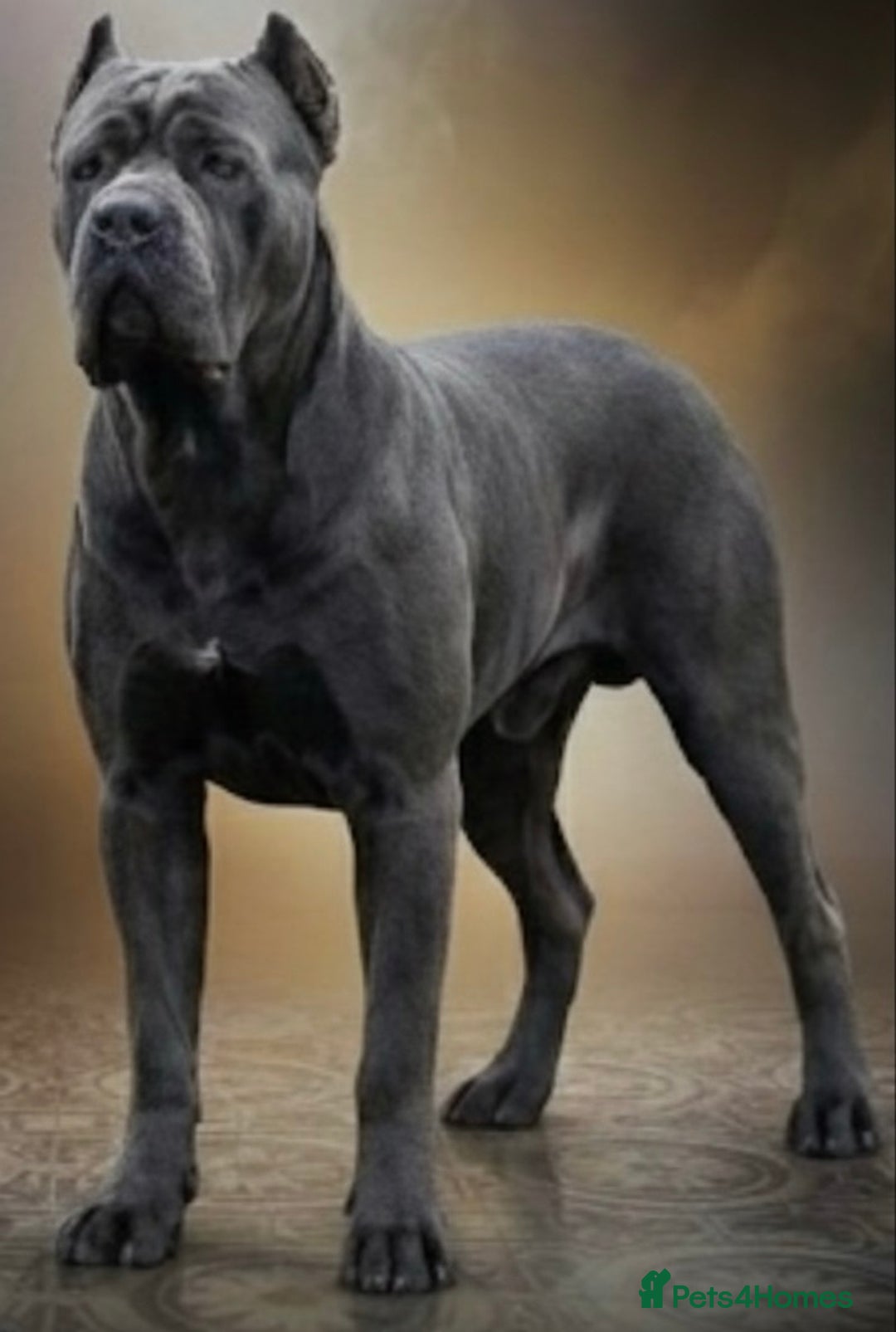 Cane Corso dogs for sale: Champion bred cane corso due 2026 - Advert 2