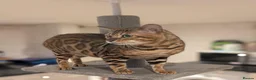 Bengal cats for sale: Retired Male Bengal Seeking Forever Home - Advert 5