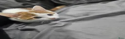 Mixed Breed cats for sale: Female kitten - Advert 2