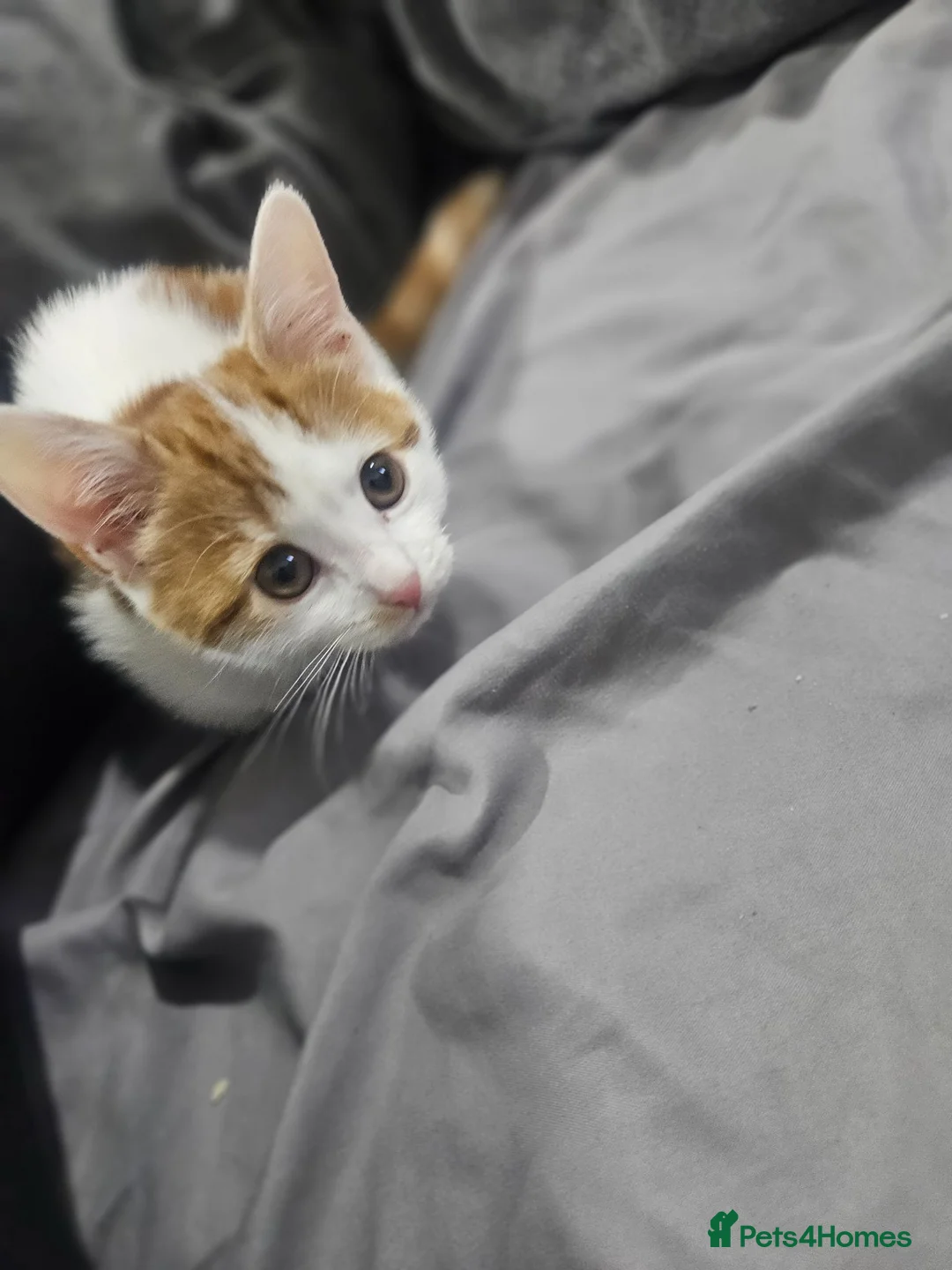 Mixed Breed cats for sale: Female kitten - Advert 2