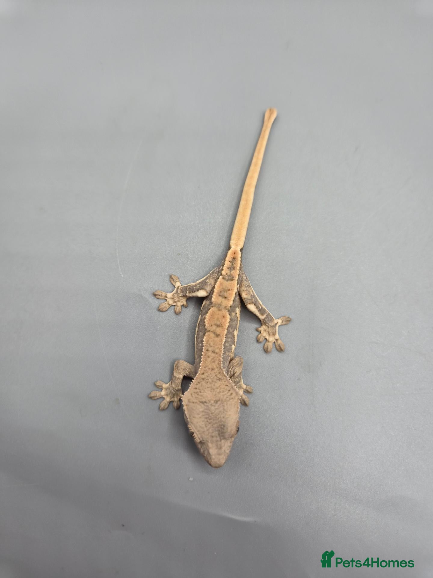 Gecko reptiles Partial pin/tri colour/lilly white Crested gecko  - Advert 1