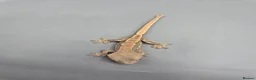 Gecko reptiles for sale: Partial pin/tri colour/lilly white Crested gecko  - Advert 1