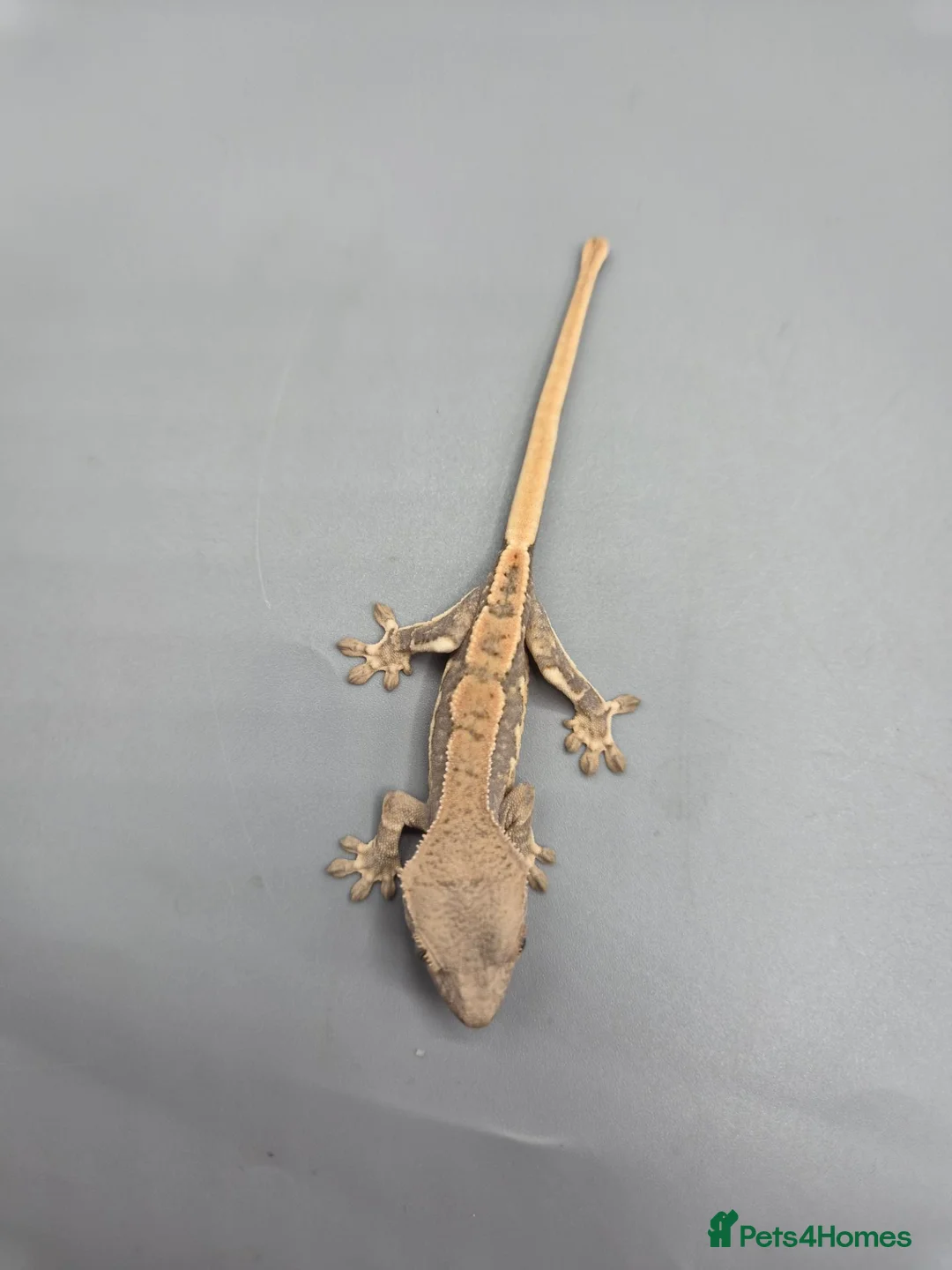 Gecko reptiles for sale: Partial pin/tri colour/lilly white Crested gecko  - Advert 1