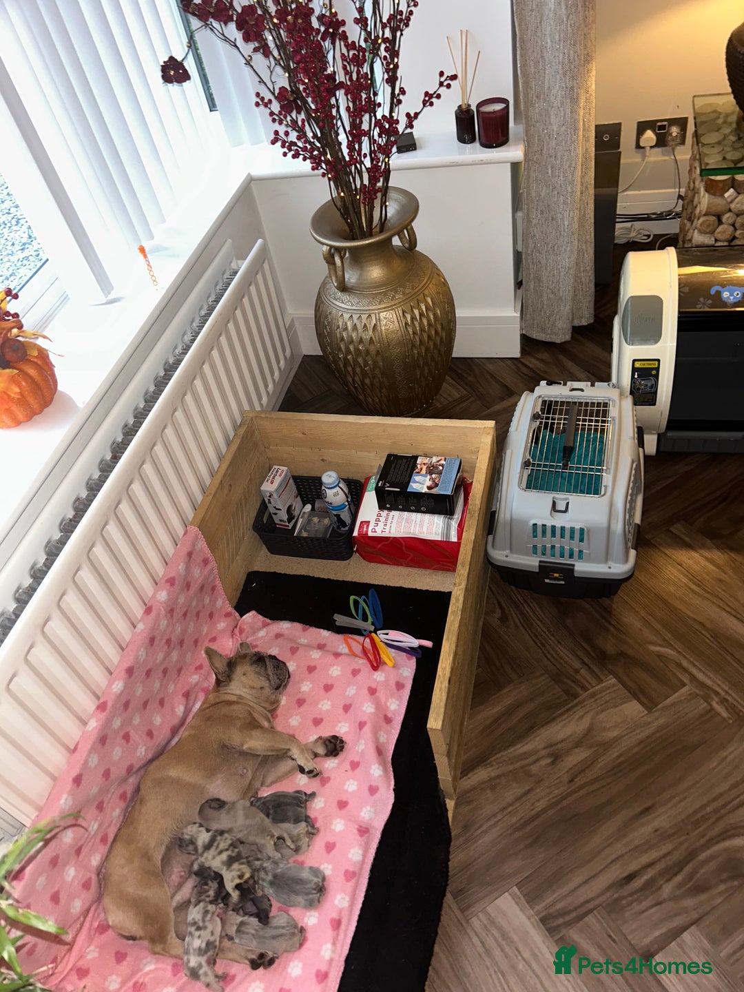 French Bulldog dogs for sale: Multicoloured Frenchies ⭐️ - Image 2