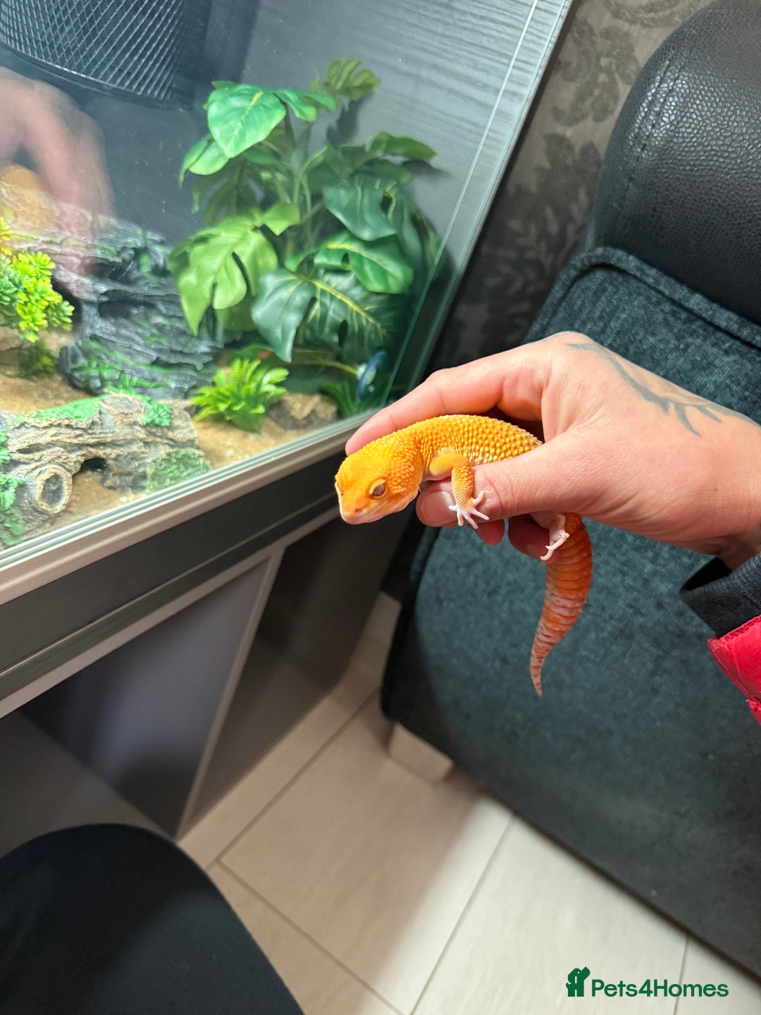 Gecko reptiles for sale: Two gekos for sale  - Advert 4