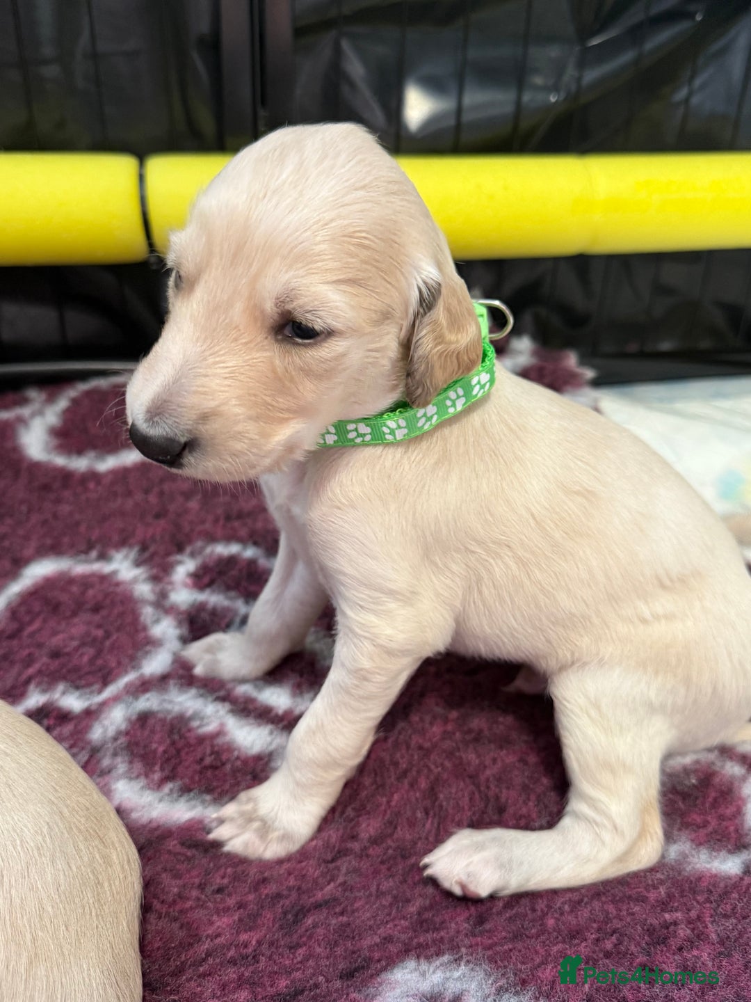 Saluki dogs for sale: Beautiful Saluki (new updated photos)  - Image 30