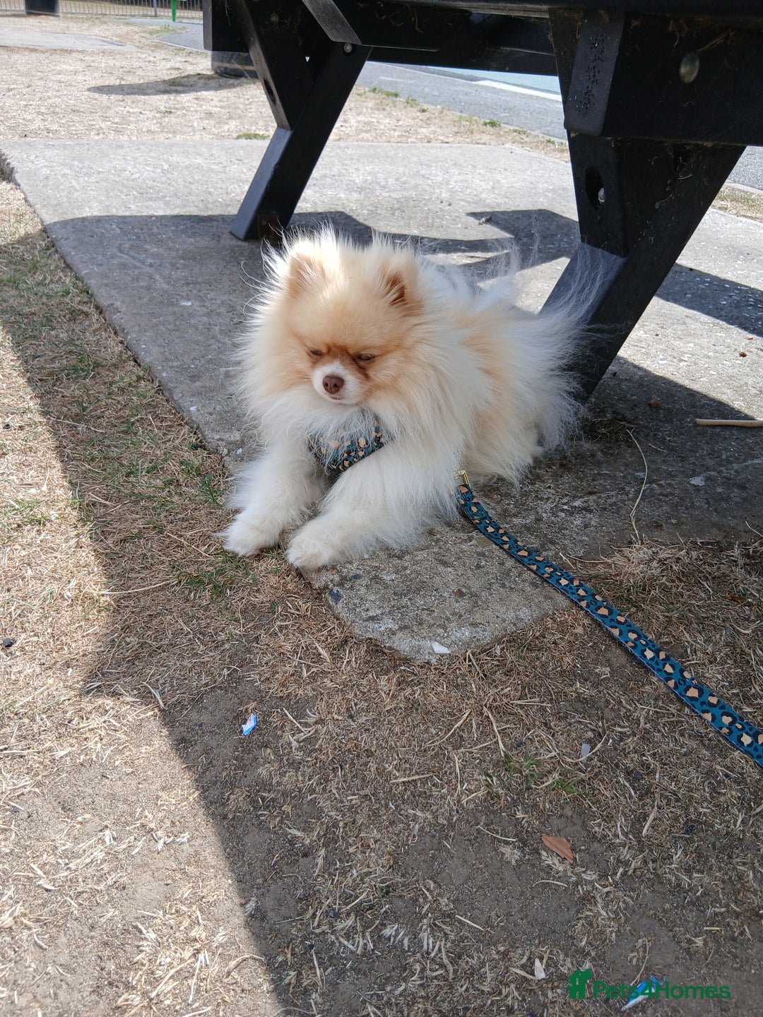 Pomeranian dogs for stud: Stunning KC registered pedigree STUD  - Advert 6