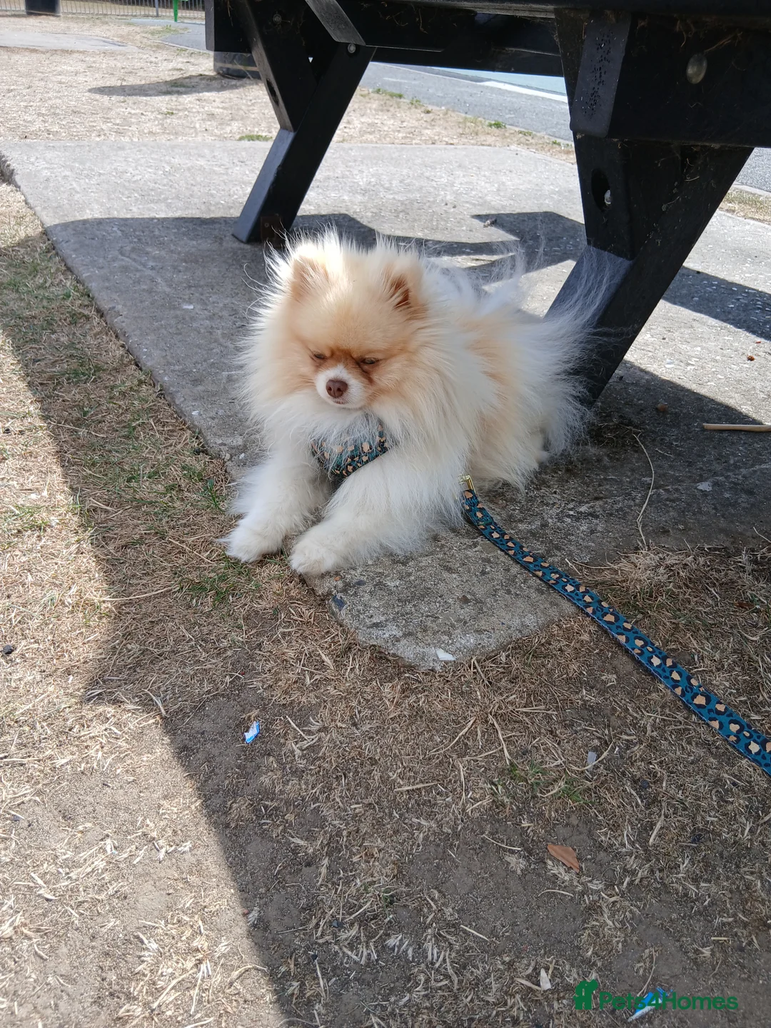 Pomeranian dogs for stud: Stunning KC registered pedigree STUD  - Advert 6