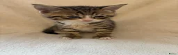 Scottish Fold cats for sale: Beautiful Scottish Fold Kittens - Advert 13