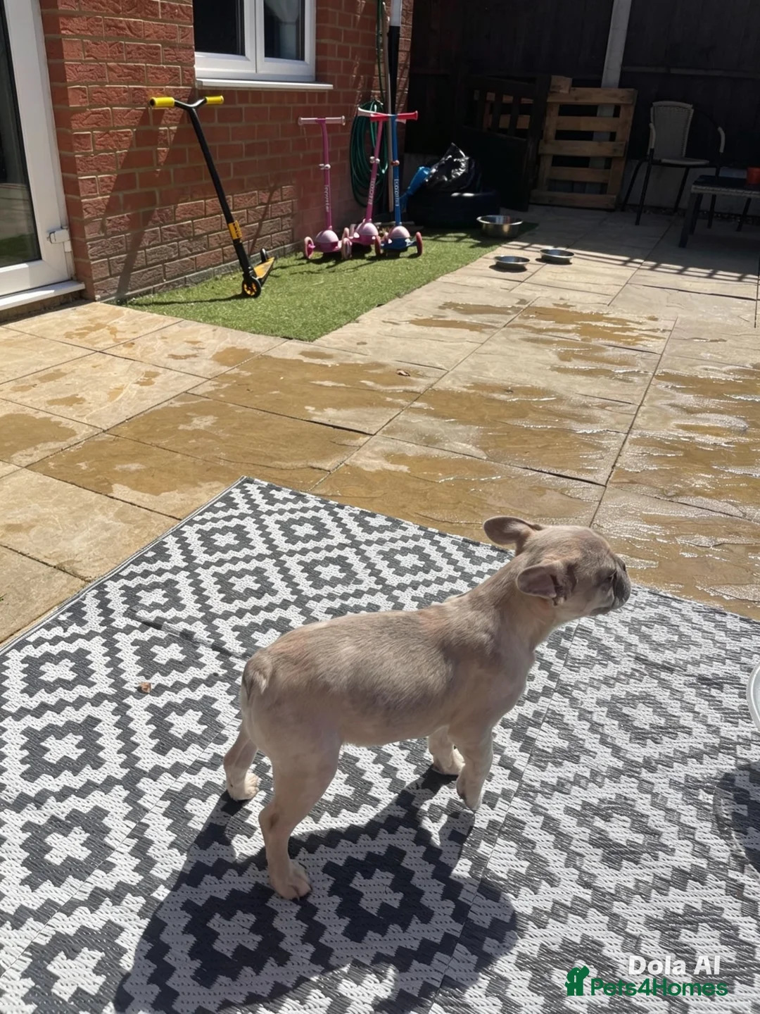 French Bulldog dogs for sale: French bulldog creme in Romford - Advert 2