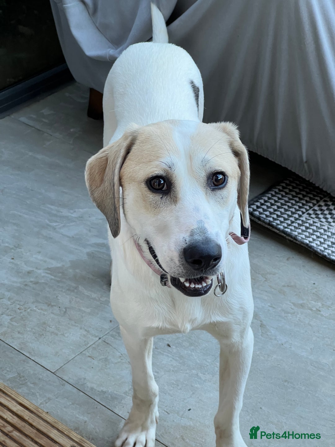 Mixed Breed dogs for adoption:  🧡 Cheeky Becca is Ready for her forever home!  - Image 8