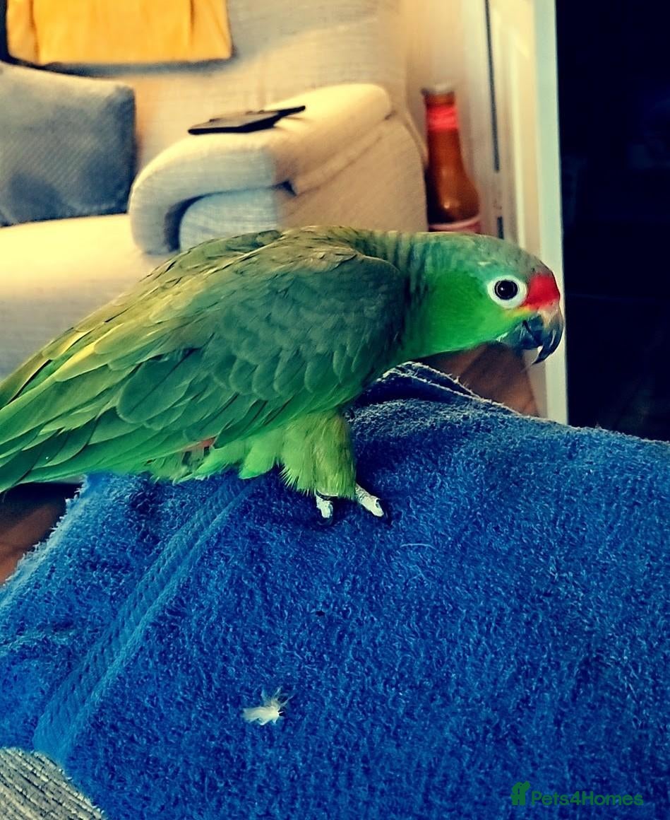 Parrots birds Male Red Lored Amazon Parrot 5yr old - Advert 1