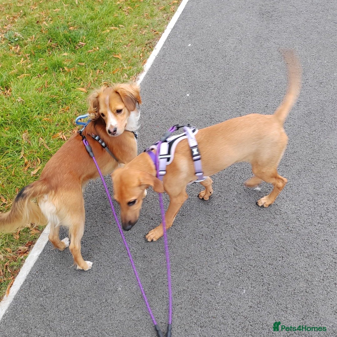 Mixed Breed dogs for adoption: Olive (Hound/Shepherd mix) - Image 12