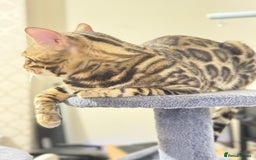 Bengal cats for stud: cat for mating - Image 3