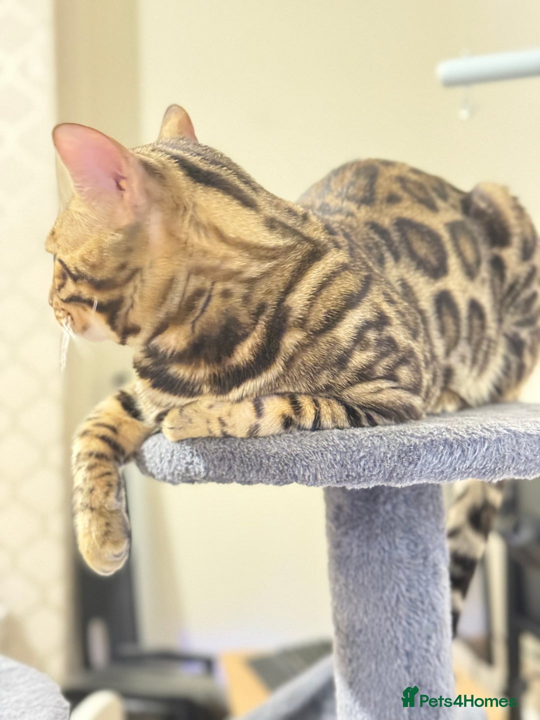 Bengal cats for stud: cat for mating - Image 3