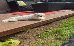 Maltese dogs for stud: Snowflake  - Image 4