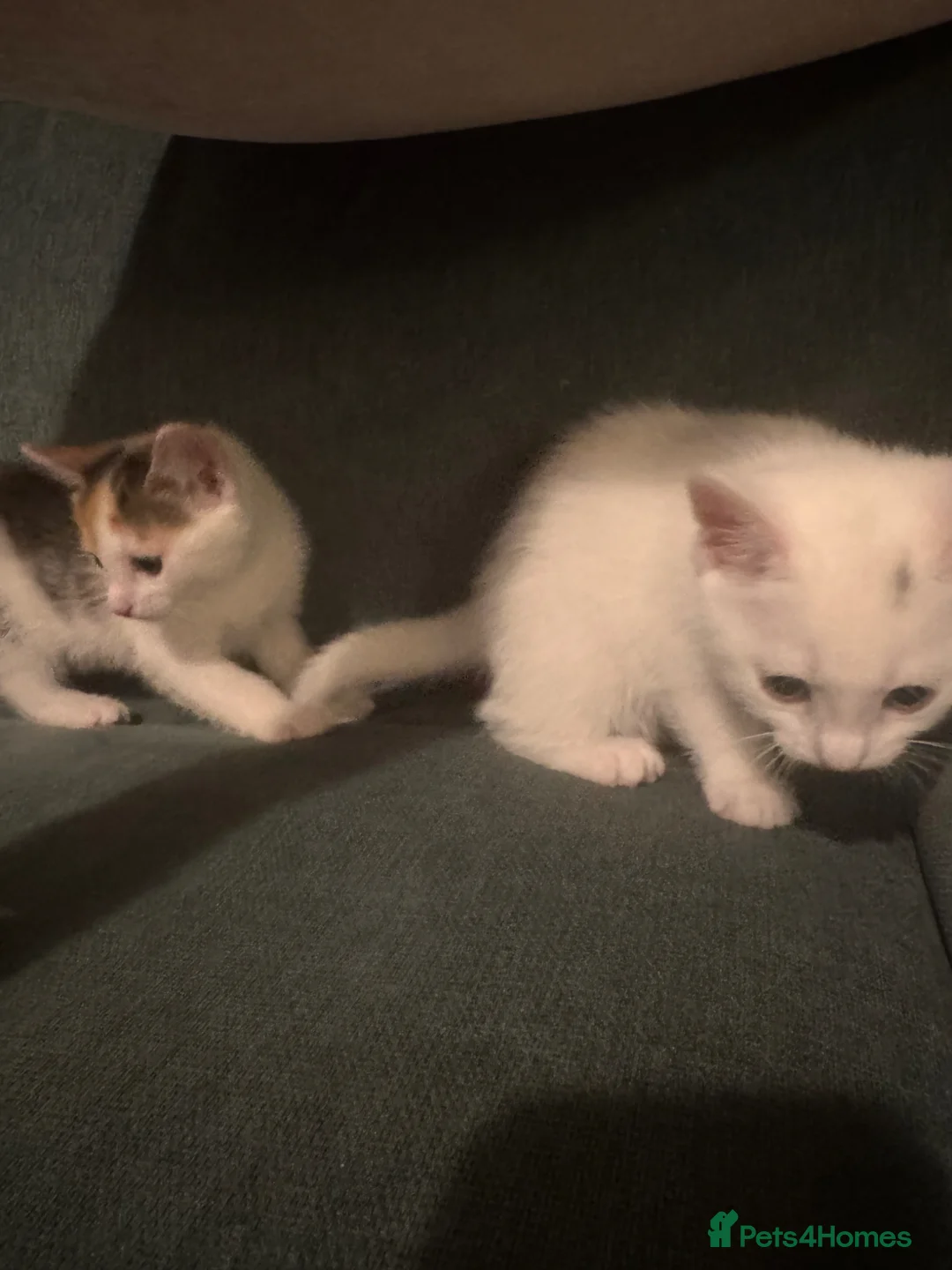 Mixed Breed cats for sale: Kittens  - Advert 2
