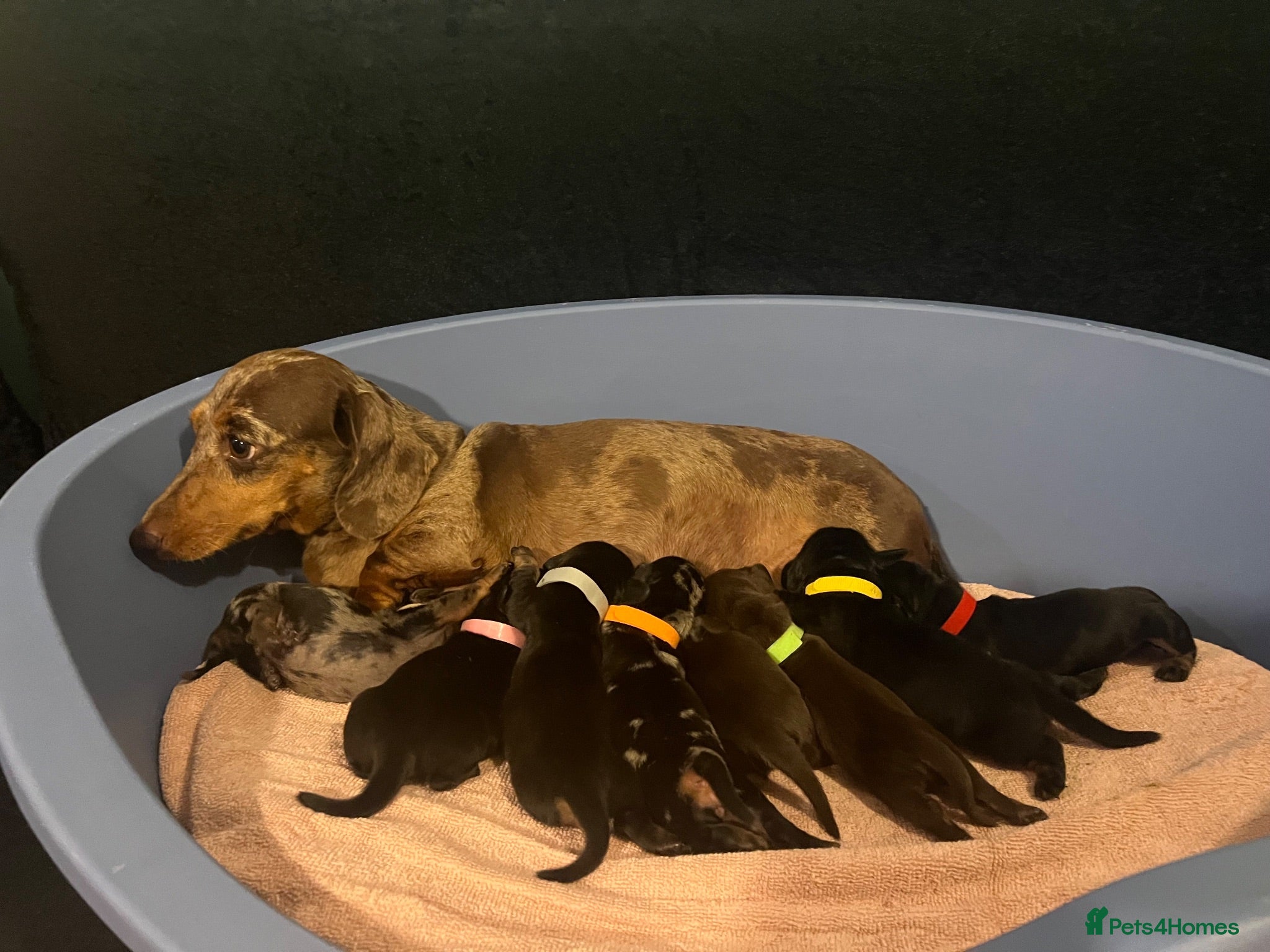 Miniature Dachshund dogs Miniature dachshund available  - Advert 1