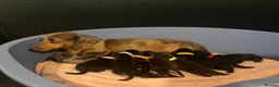 Miniature Dachshund dogs for sale: Miniature dachshund available  - Advert 1