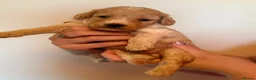 Cockapoo dogs for sale: F1b cockapoo 5 female 1 male - Advert 17