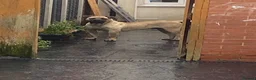 Presa Canario dogs for stud: MALE CANARY MASTIFF BRUCE THE PRESA (THE TANK) - Advert 2