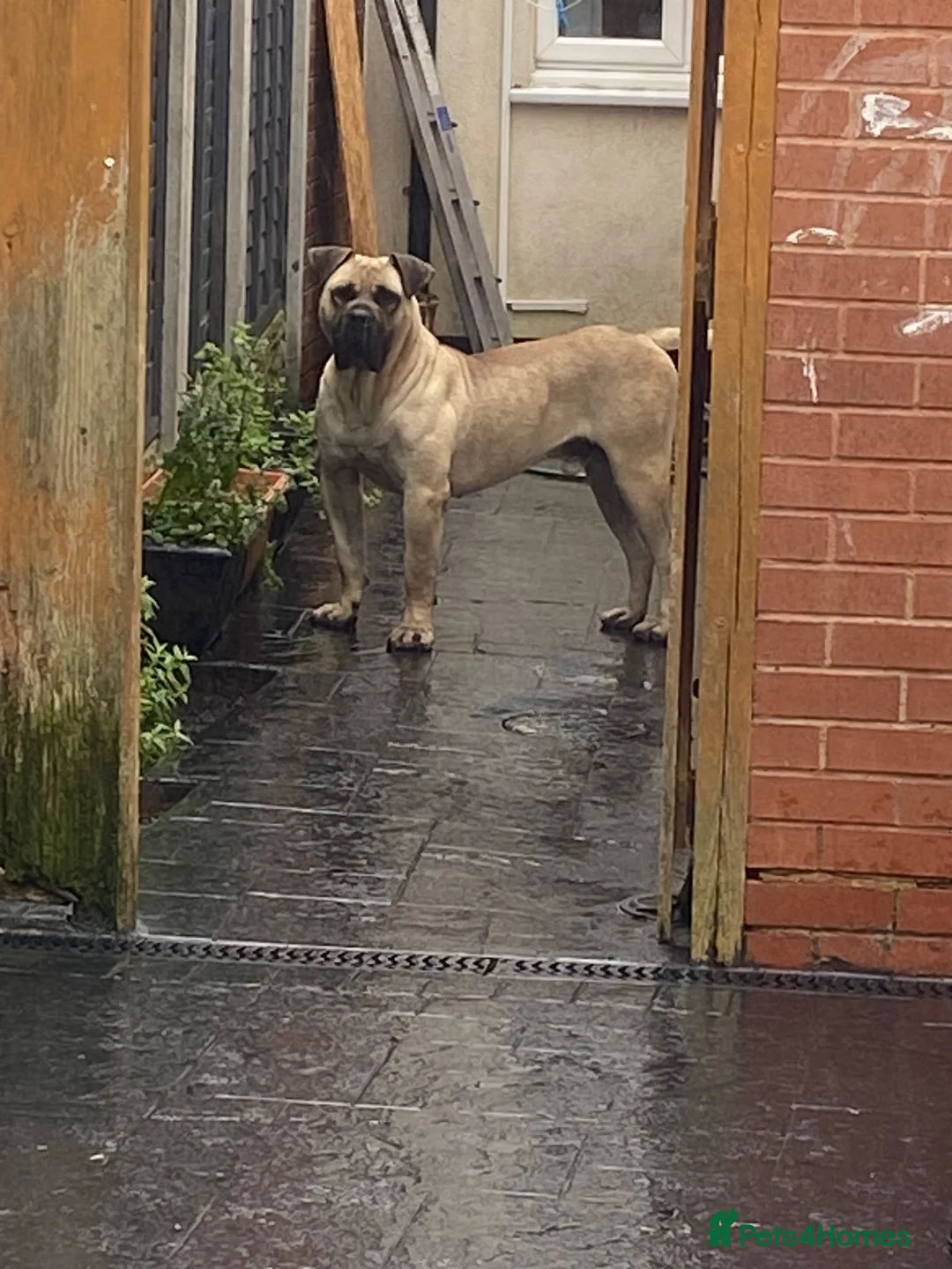 Presa Canario dogs for stud: MALE CANARY MASTIFF BRUCE THE PRESA (THE TANK) - Advert 2
