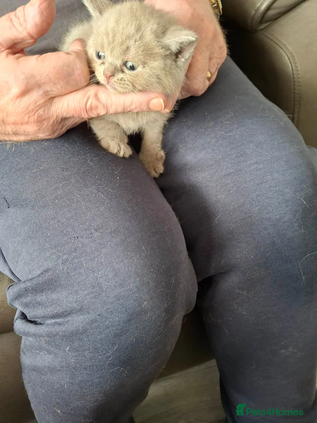 Mixed Breed cats for sale: Lilac British shorthair/Scottish fold  in Swansea - Advert 4