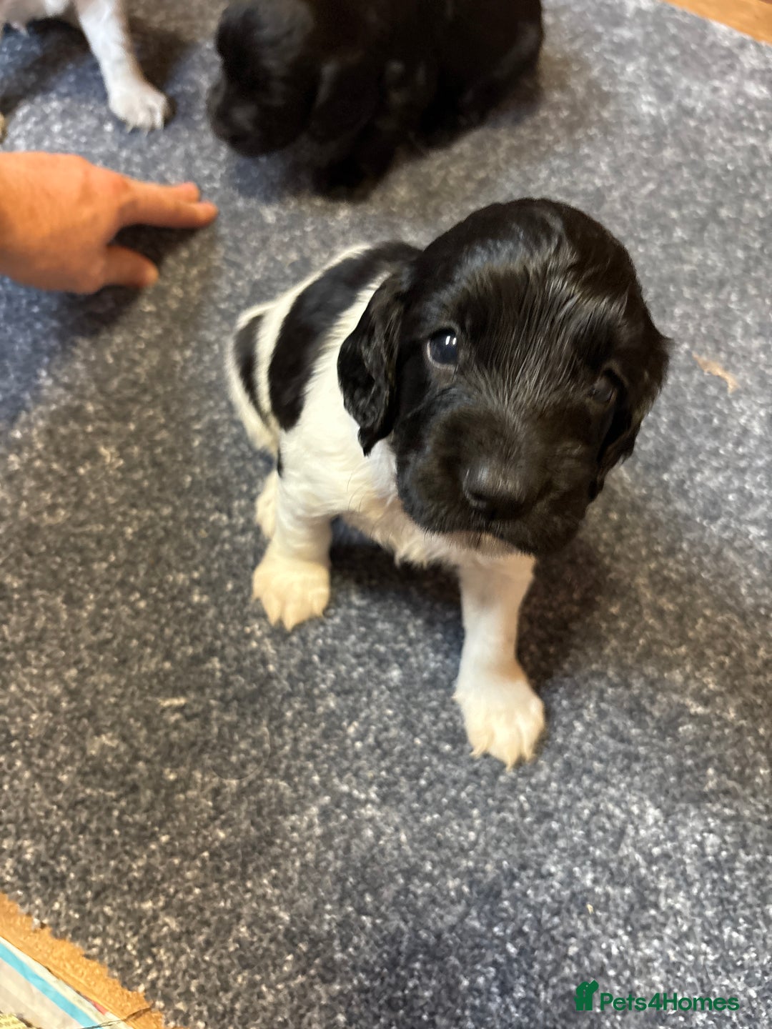Sprocker dogs for sale: Beautiful Sprocker Spaniel puppies  - Image 12
