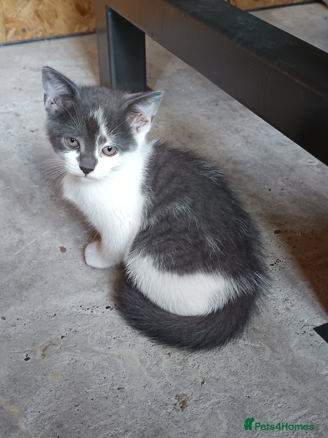 Mixed Breed cats for sale: The cat is ready for a new owner. - Image 6