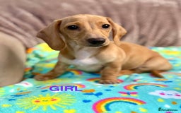 Dachshund dogs for sale: Dachshunds - Image 4