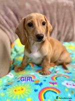 Dachshund dogs - Advert 7