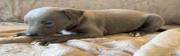 Whippet dogs for sale: ❤️ BEAUTIFUL BLUE WHIPPETS KC REGISTERED❤️ - Advert 14