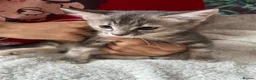 Mixed Breed cats for sale: Mixed kittens  - Advert 11