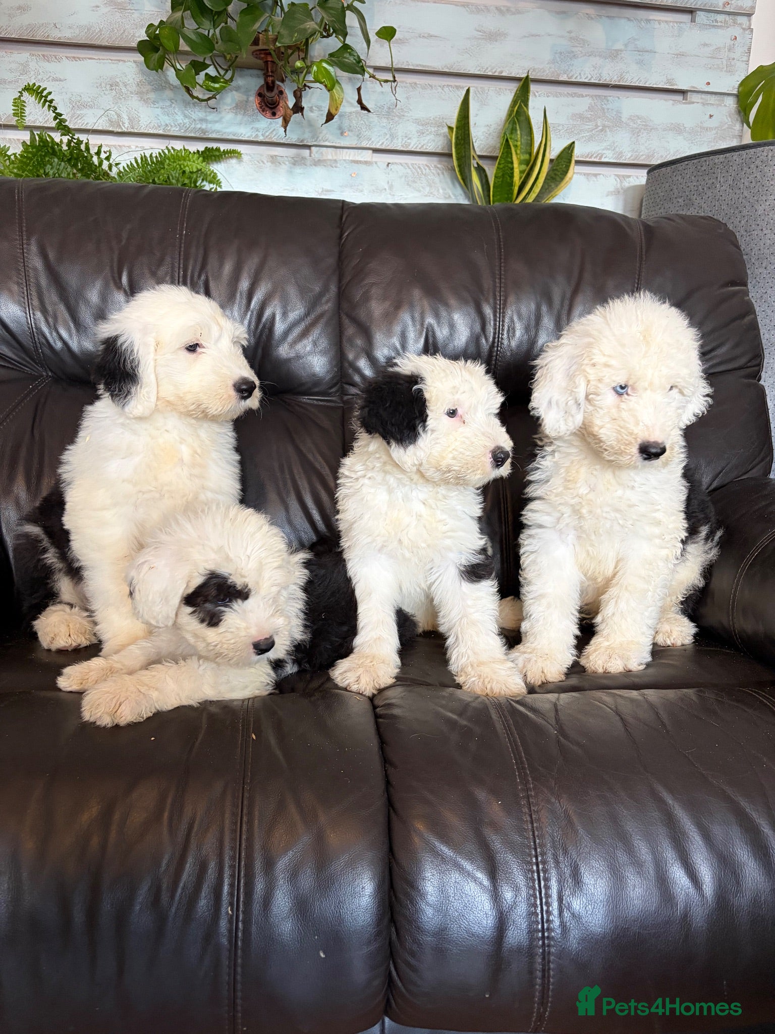 Old English Sheepdog dogs Kc Registered Old English Sheepdogs  - Advert 5