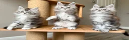 Maine Coon cats for sale: OUTSTANDING KITTENS! TICA Pedigree/Healthy/Vacc' - Advert 4