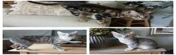 Bengal cats for sale: 3 Bengal Cross Cats Need Loving Home - Advert 1