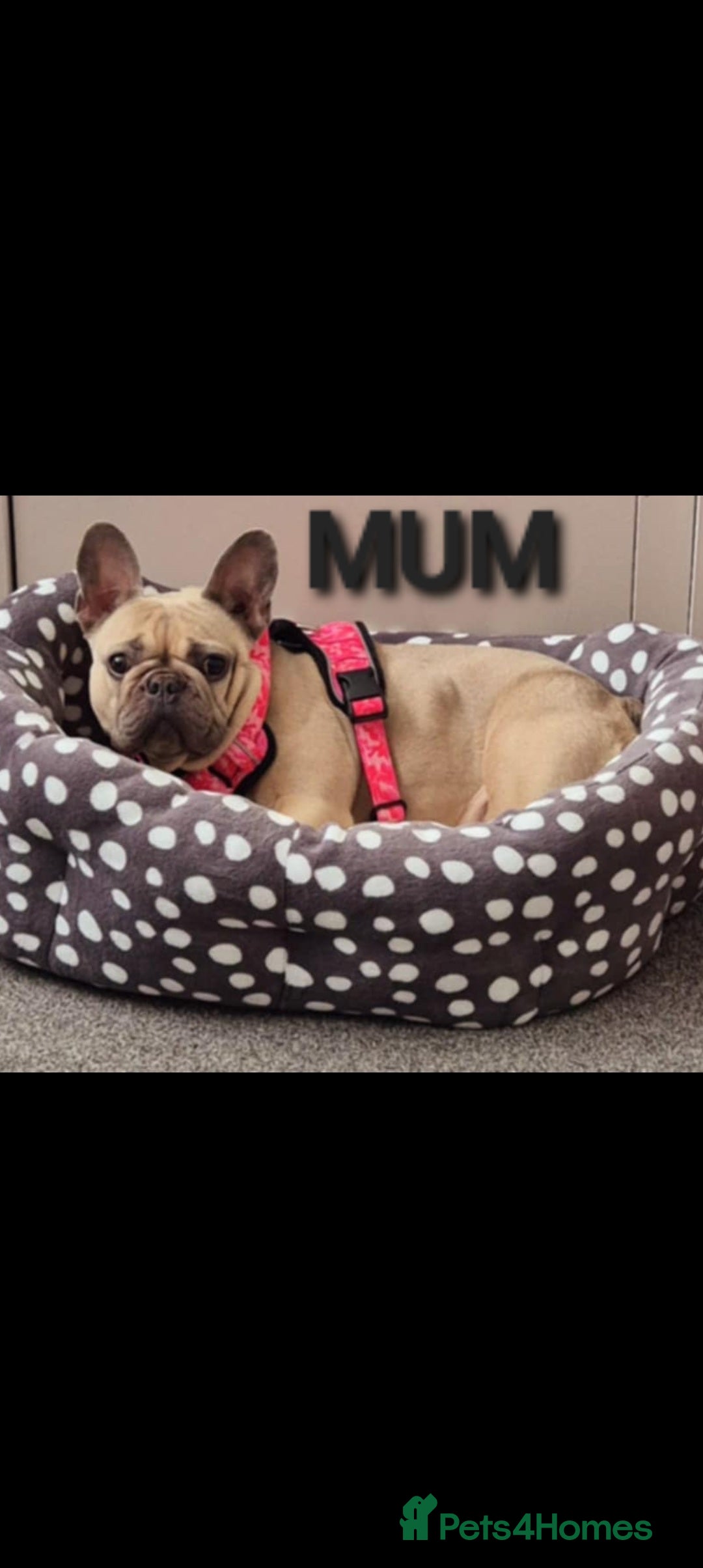 French Bulldog dogs for sale: 🐾 Girl French Bulldog [15 Weeks Old] 🐾  - Image 7