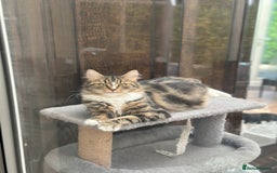 Maine Coon cats for sale: Female  shadow  - Image 9