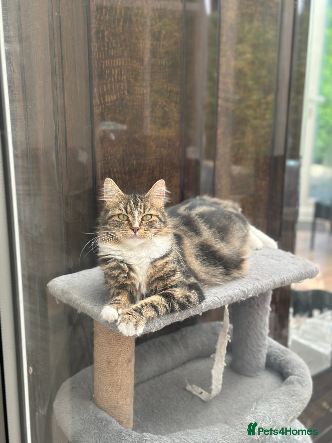 Maine Coon cats for sale: Female  shadow  - Image 9
