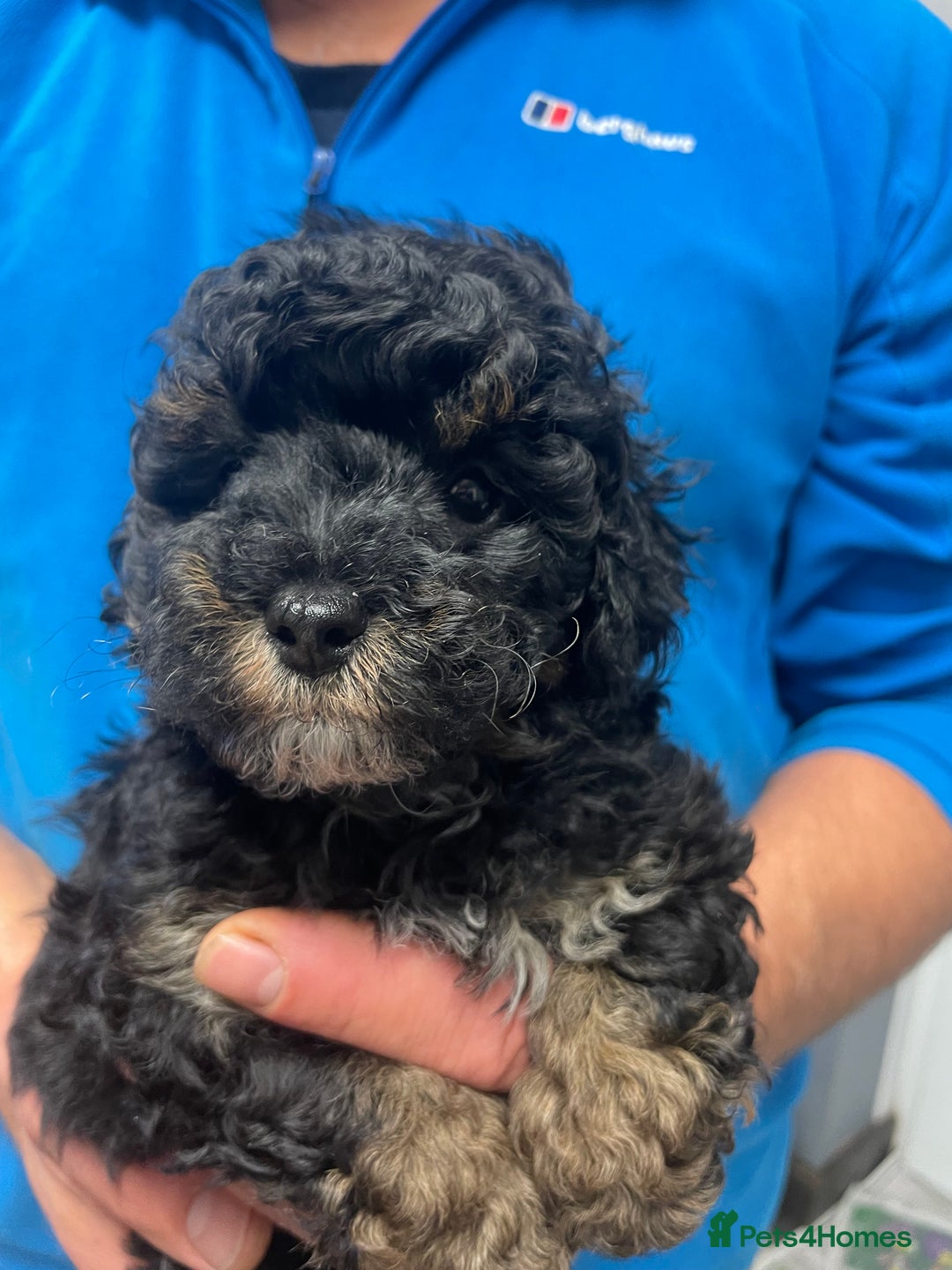 Toy Poodle dogs for sale: PEDIGREE TOY POODLES PRA CLEAR  - Advert 16