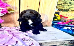 Sprocker dogs for sale: Quality Sprocker Spaniels last Black Boy ! - Image 14